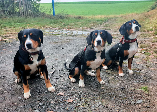 Carlos, Caya und Caramia haben die Zulassung zur Zucht im Schweizer Sennenhund Verein erhalten