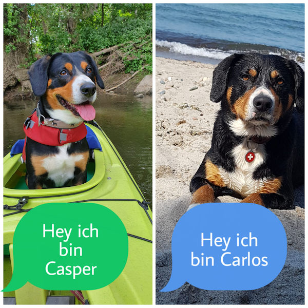 Carlos und Casper mit dem Gewissen Etwas: Deckrüden im Schweizer Sennenhund Verein